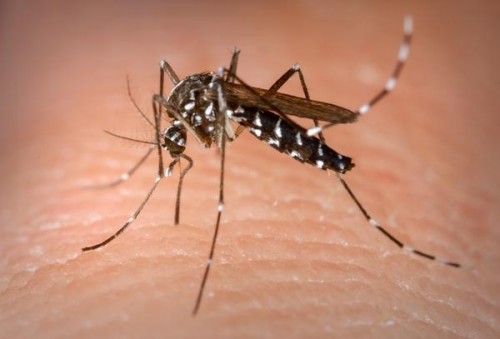 MinistÃ©rio da SaÃºde abre consulta pÃºblica sobre proposta de incorporaÃ§Ã£o no SUS de vacina contra a dengue