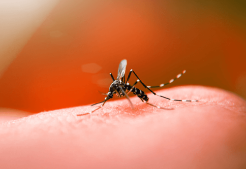 MinistÃ©rio da SaÃºde reÃºne especialistas para diÃ¡logo sobre o enfrentamento Ã  dengue